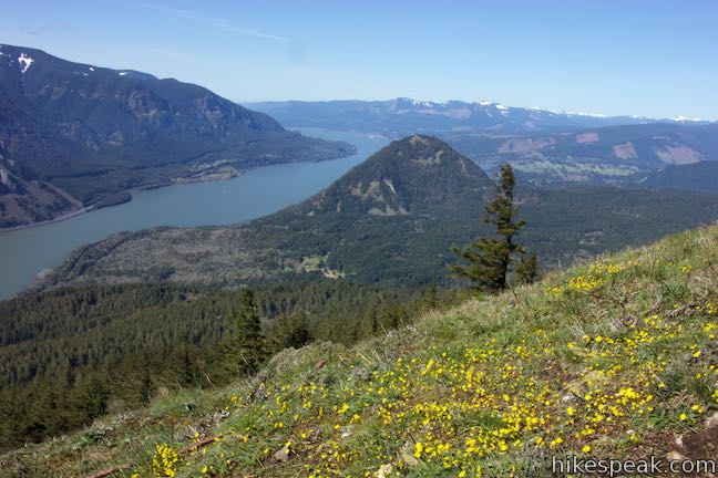 Dog Mountain Trail in the Columbia River Gorge