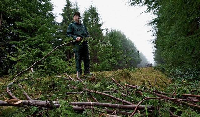 Officer Jared Eison, of Washington's Department of Natural Resources, discovers dozens of wPort Orford cedar pillaged for their boughs—one of many forest products in a flourishing black market.