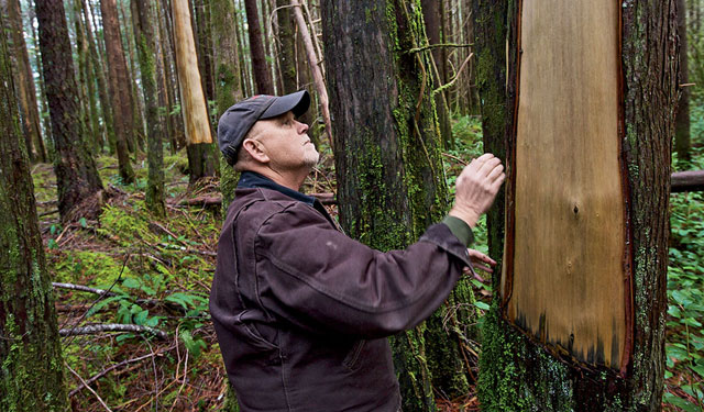 Jim Furubotten examines a cedar to see whether its bark has been illegally stripped by poachers.