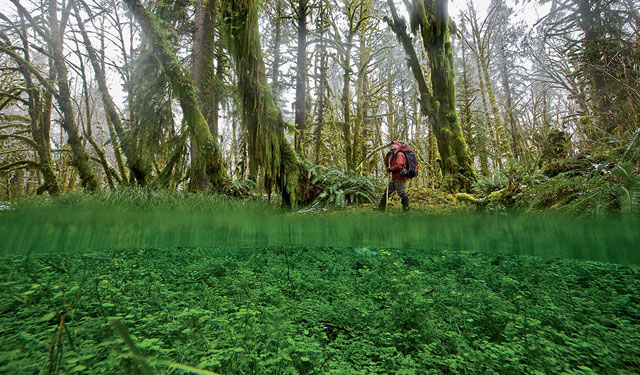 A backpacker on the Maple Glade Trail in the Quinault Valley passes a freshwater pool; the vegetation is as lush below as above.