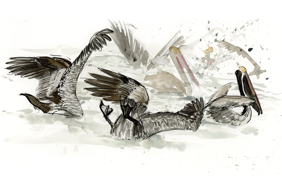 Gray-toned watercolor of pelicans in a frenzy, diving. 