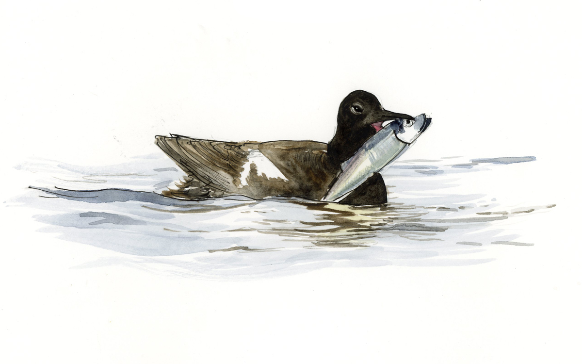 Watercolor of a tern-looking bird with a herring in its mouth. 