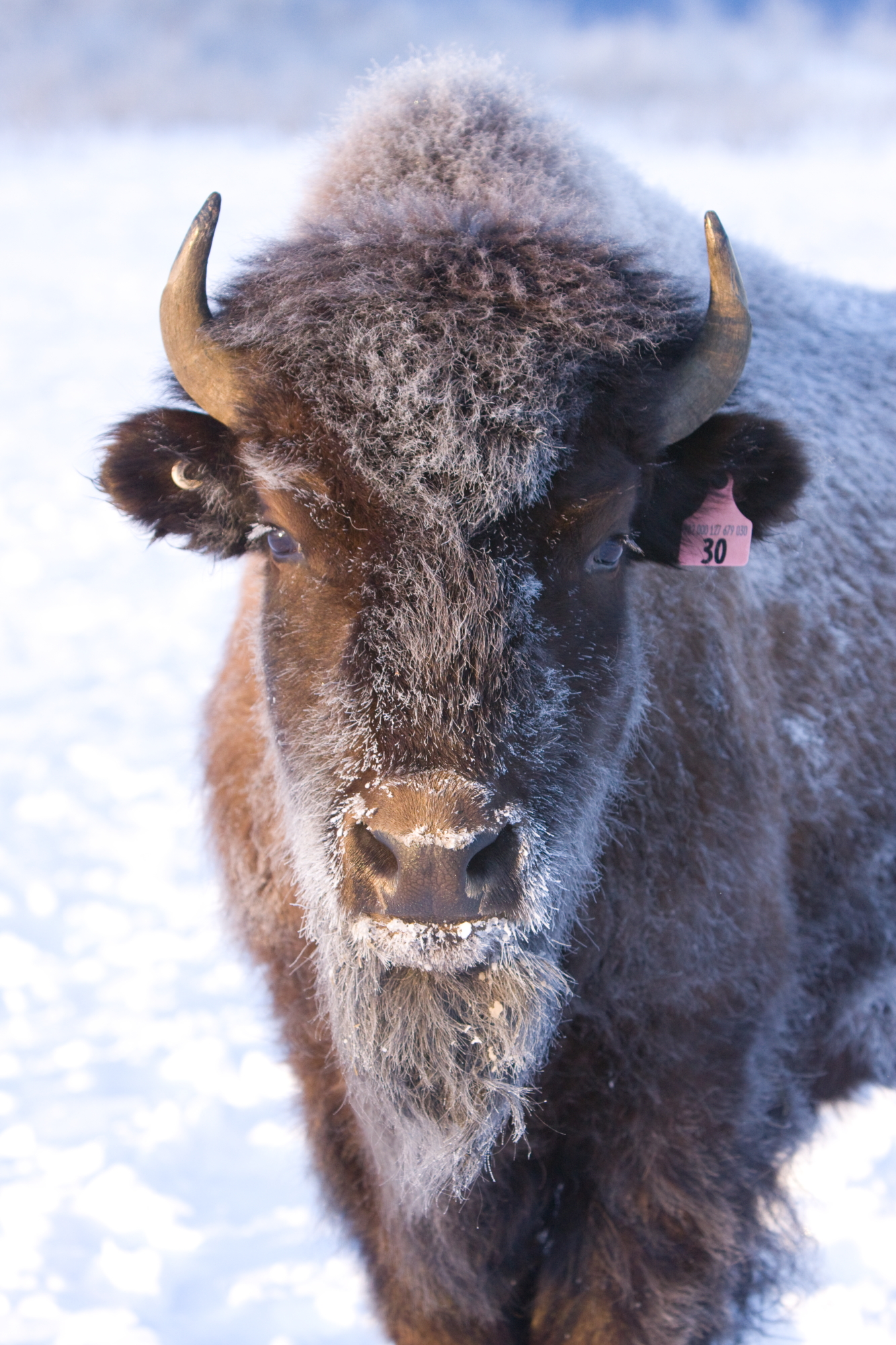 Years of Canadian conservation efforts resulted in the wood bison’s recovery. 