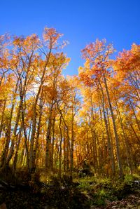 Pando Aspen Tree Grove; Utah.