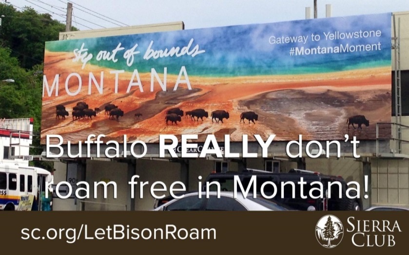 A Sierra Club ad points out the hypocrisy of state government using bison as a tourist draw while doing little to protect them.