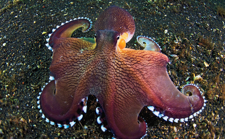 flip around octopus