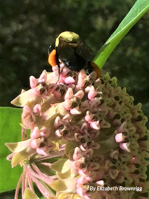 A close-up of a bee resting on a milkweed blossom. Photo by Elizabeth Brownrigg.