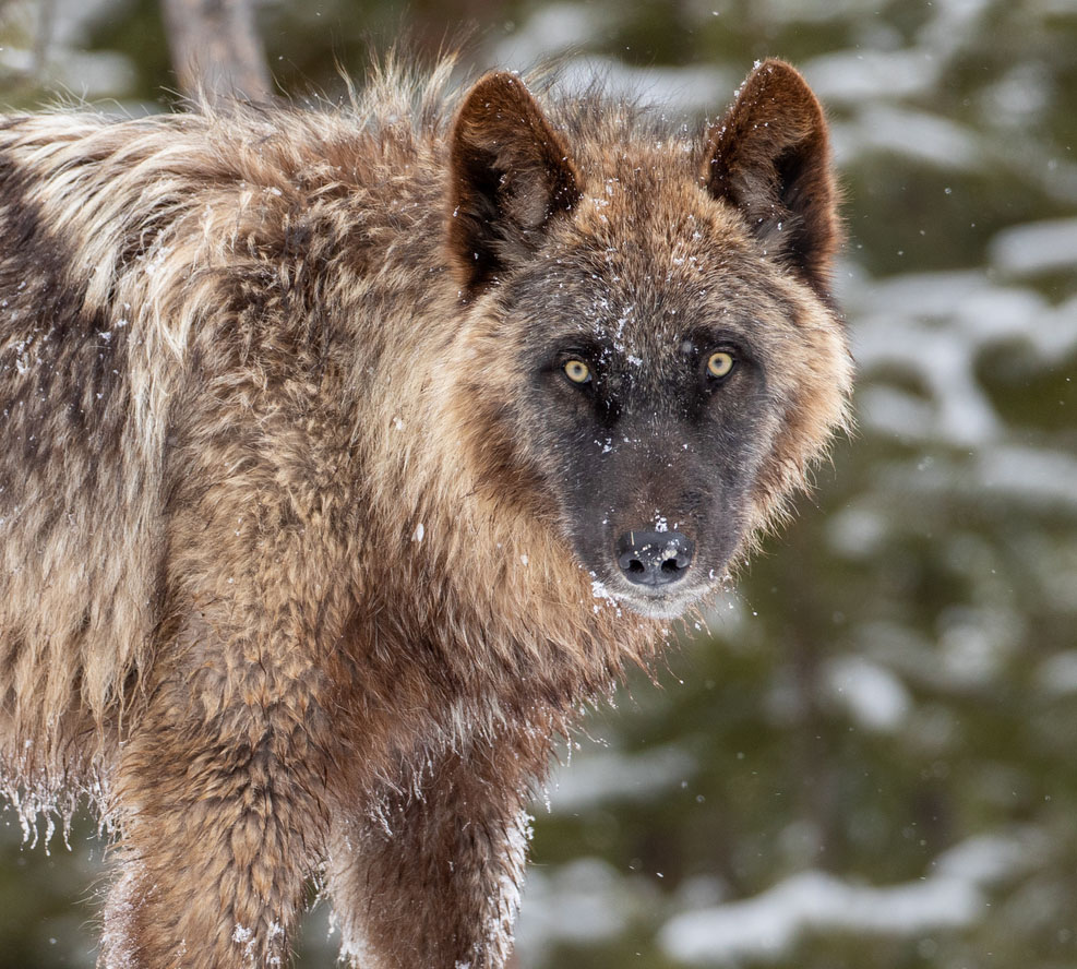 Wolf in Yellowstone