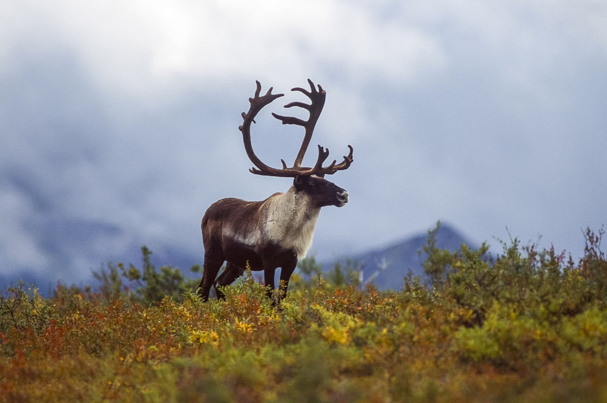 Caribou in the Arctic