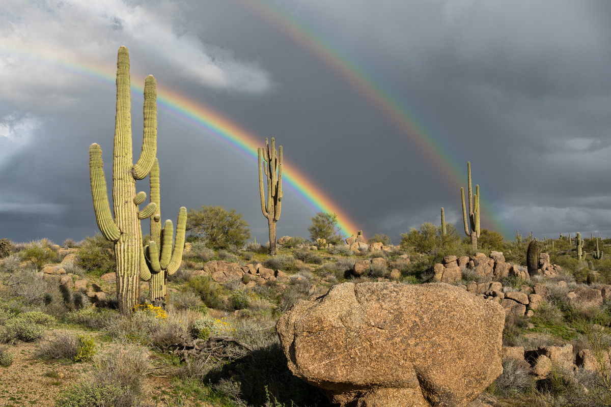 Two saguaro cati in front of a rainbow and cloudy skies