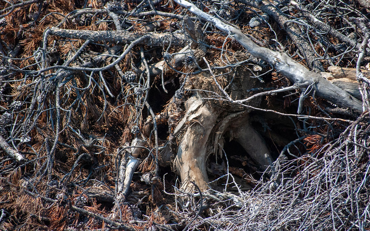 Close up of slashed timber. | Photo by Ashli Blow