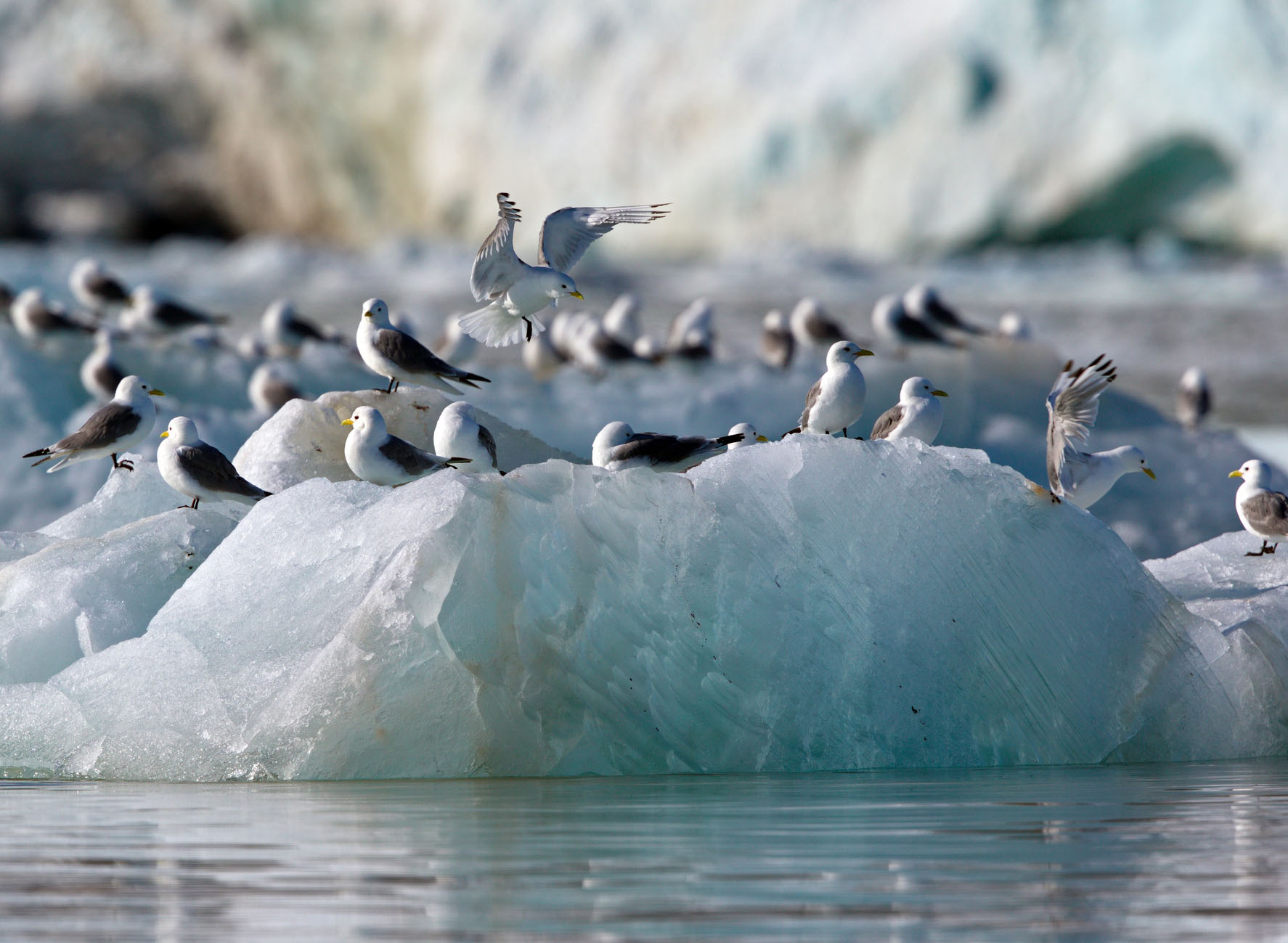 Birds on an ice flow