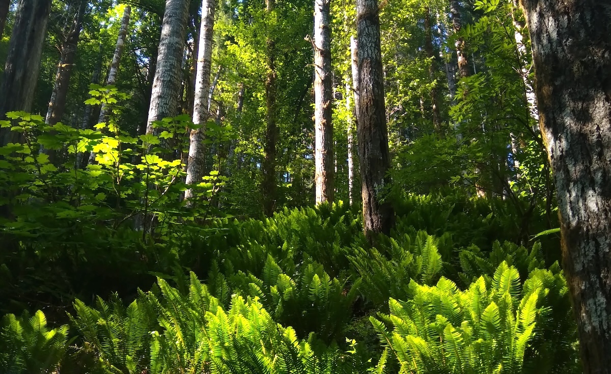 A photo of a green forested hillside