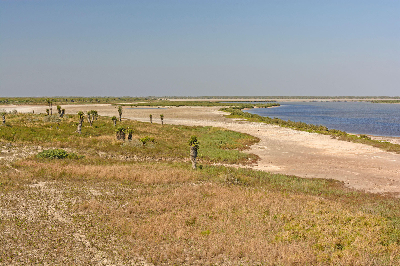 Shore habitat in the Laguna Atascosa Wildlife Refuge. | Photo by wildnerdpix/ Alamy