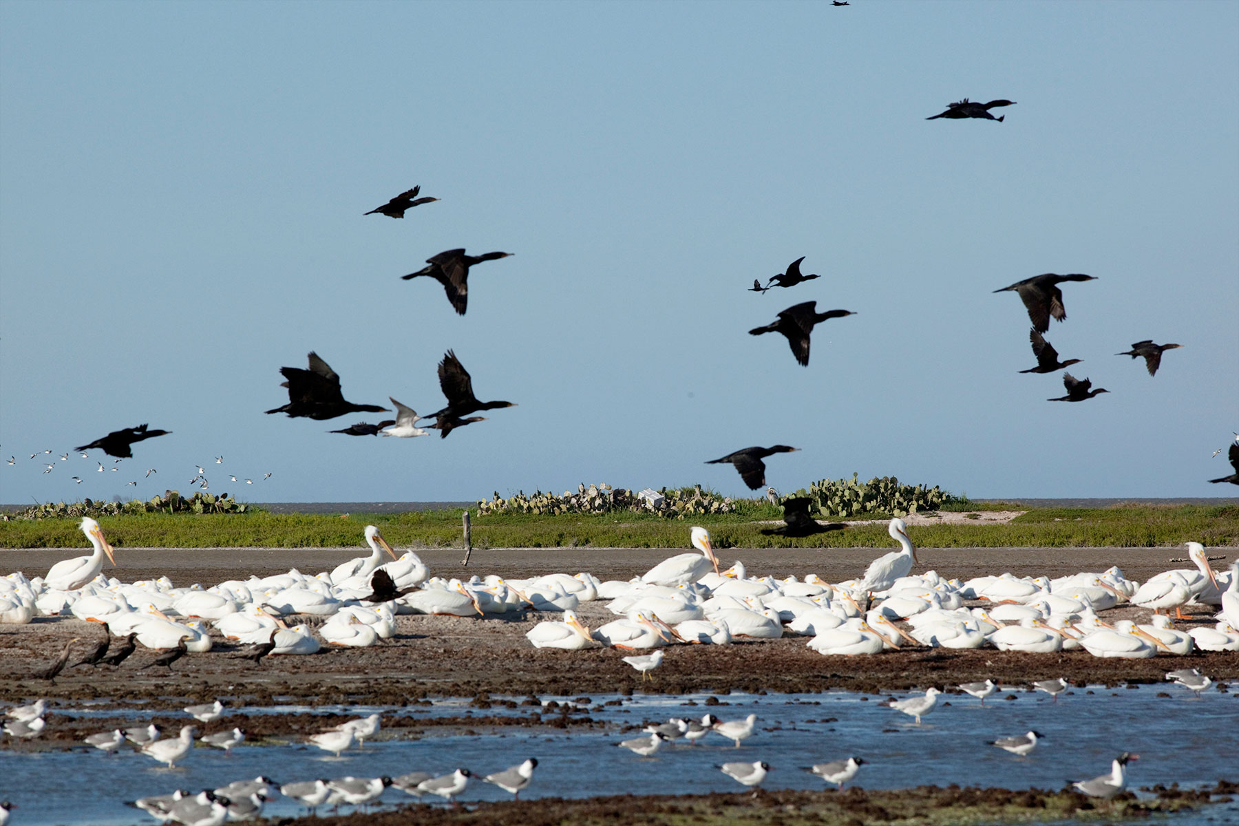 Cormorants, great white pelicans, and terns fly, roost, and feed on an island in the Laguna Madre. | Photo by Bob Daemmrich/Alamy