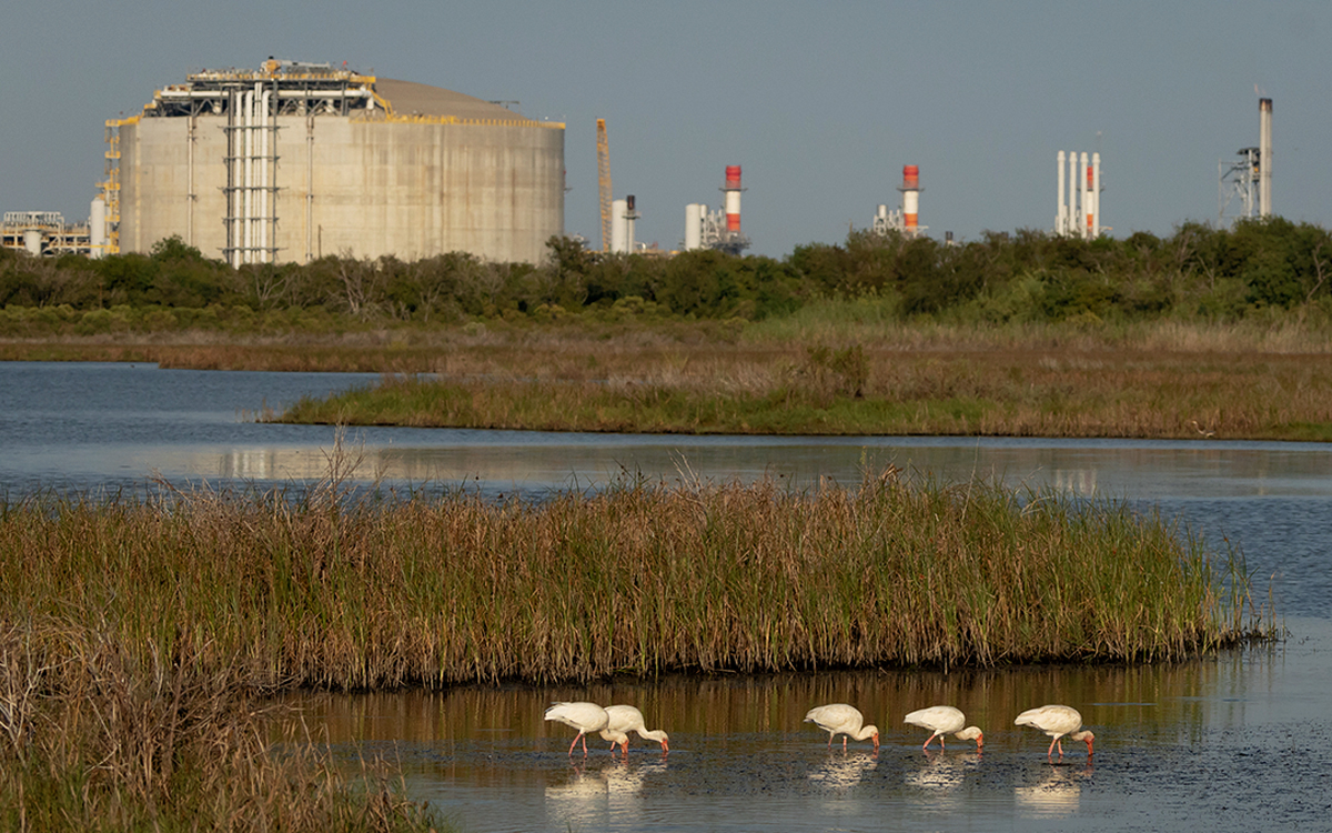 The Gulf marshlands are essential habitat for many bird species, including white ibis.