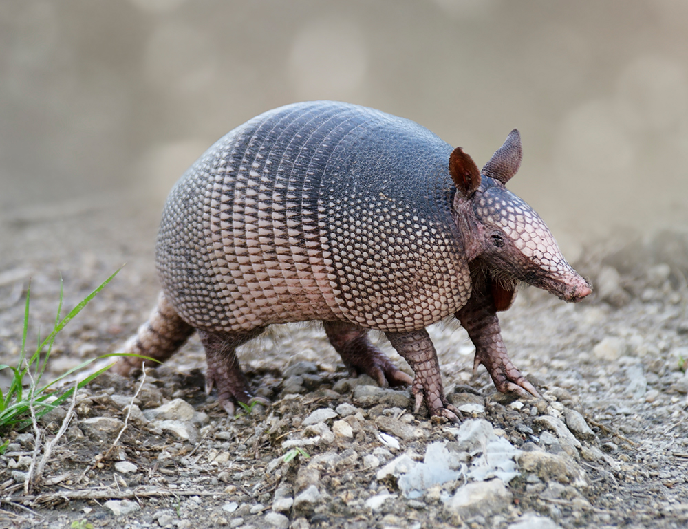 Armadillo