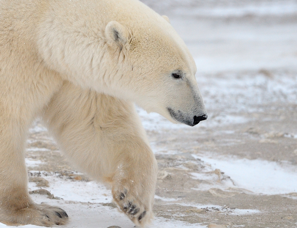 Polar Bear