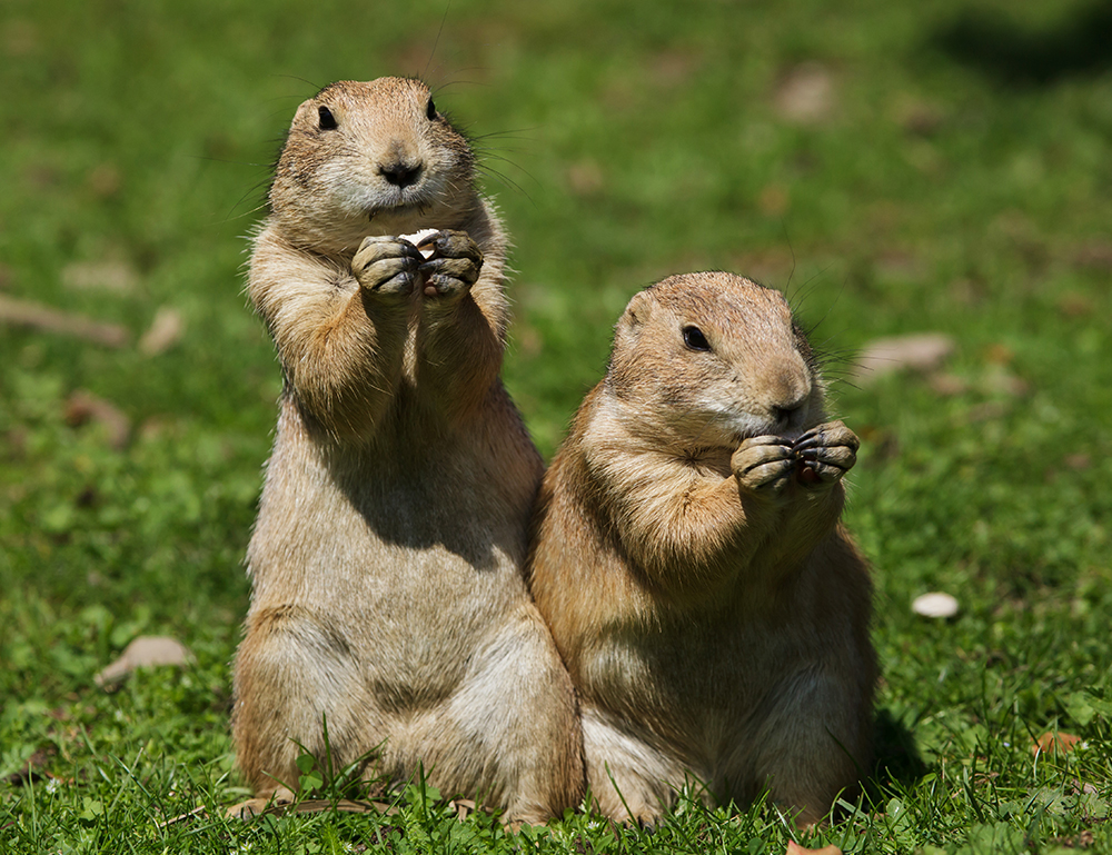 Prairie Dog