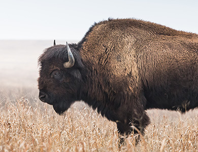 Bison