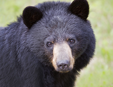 Black Bear