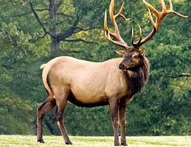 Elk