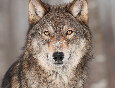 Gray Wolf