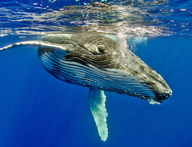 Humpback Whale