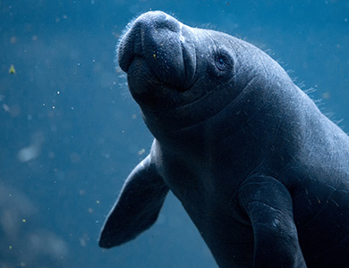 Manatee