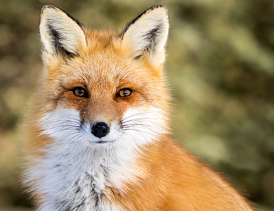 Red Fox