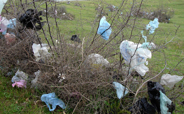Plastic Bag Pollution