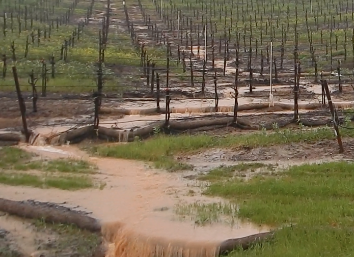 Sediment pouring off vineyard in recent rains.