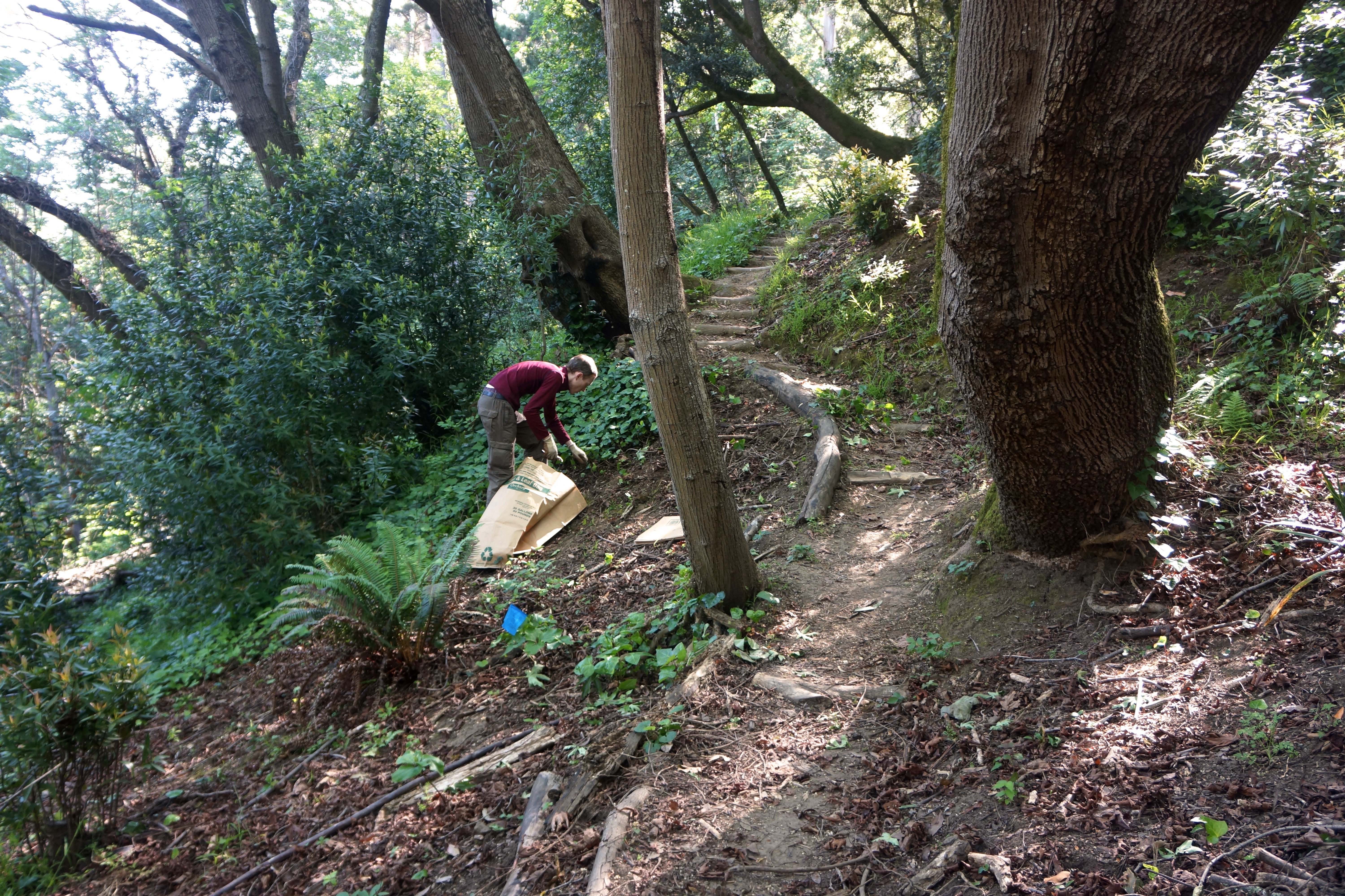 Native vegetation restoration in Berkeley's Garber Park. Photo courtesy Marilyn Goldhaber.