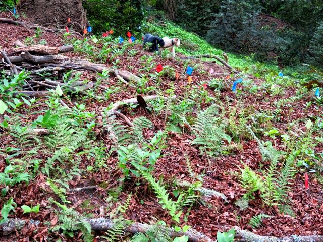 Native vegetation restoration in Berkeley's Garber Park. Photo courtesy Shelagh Brodersen.