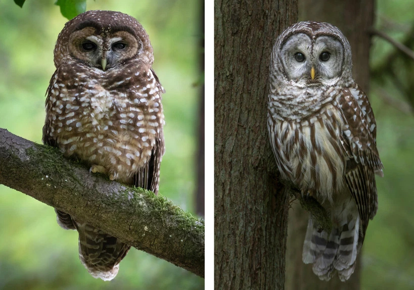 spotted-owl-images