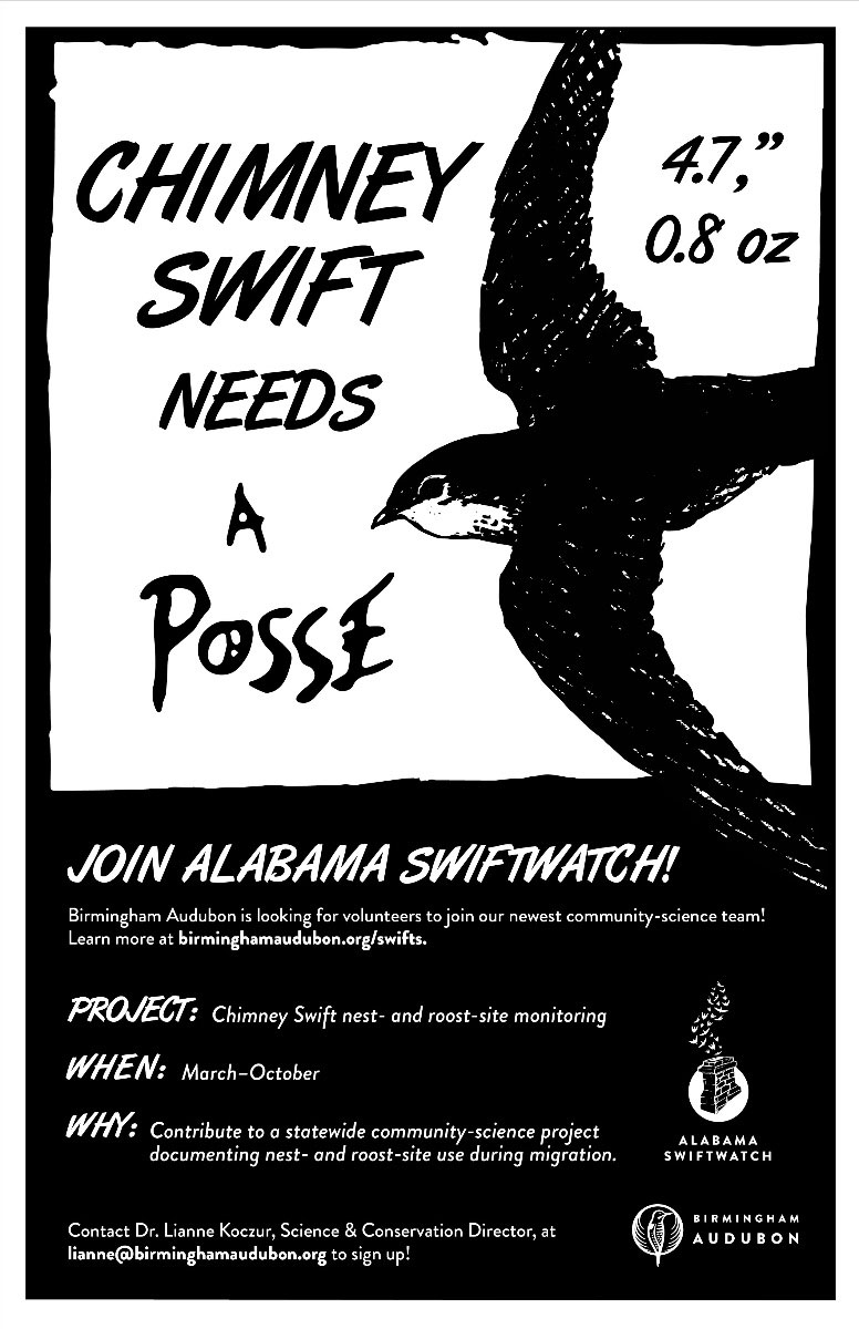 Swiftwatch with Birmingham Audubon