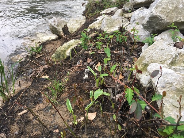  Young taro plants are sprouting on the bank of the Cahaba at the Cahaba National Widlife Refuge in this photo taken in mid-March 2018. Photo by Cahaba River Society Field Director Randy Haddock. 
