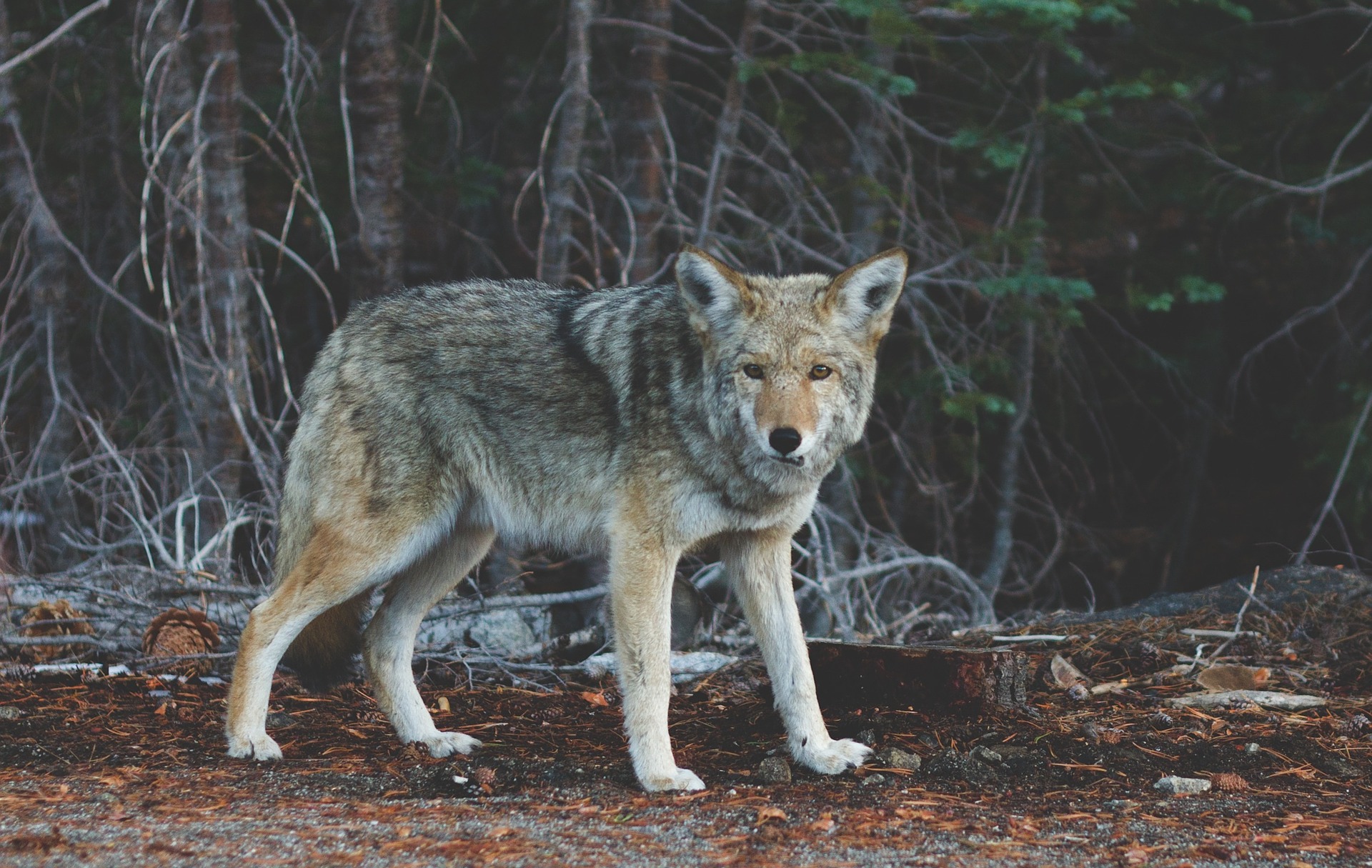 adult Coyote