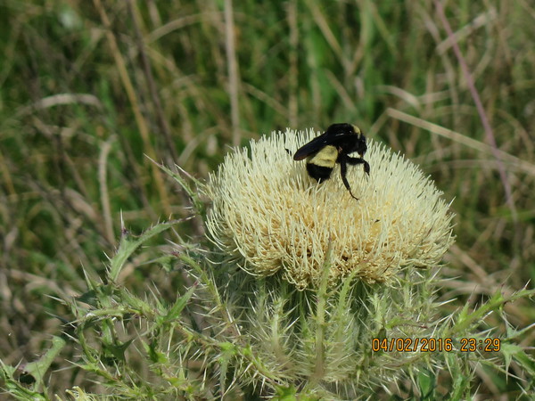 Bumblebee gets down on a Bull Thistle. Pollinate, pollinate!