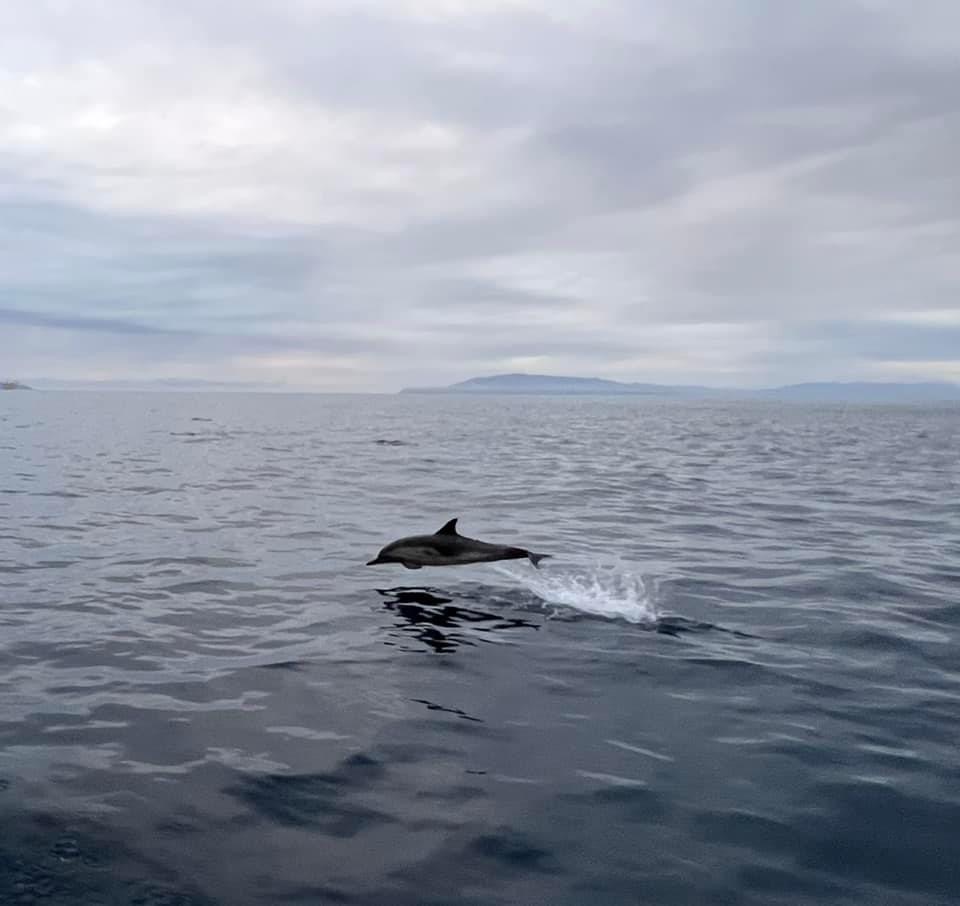 Dolphin photo by Nina Danza