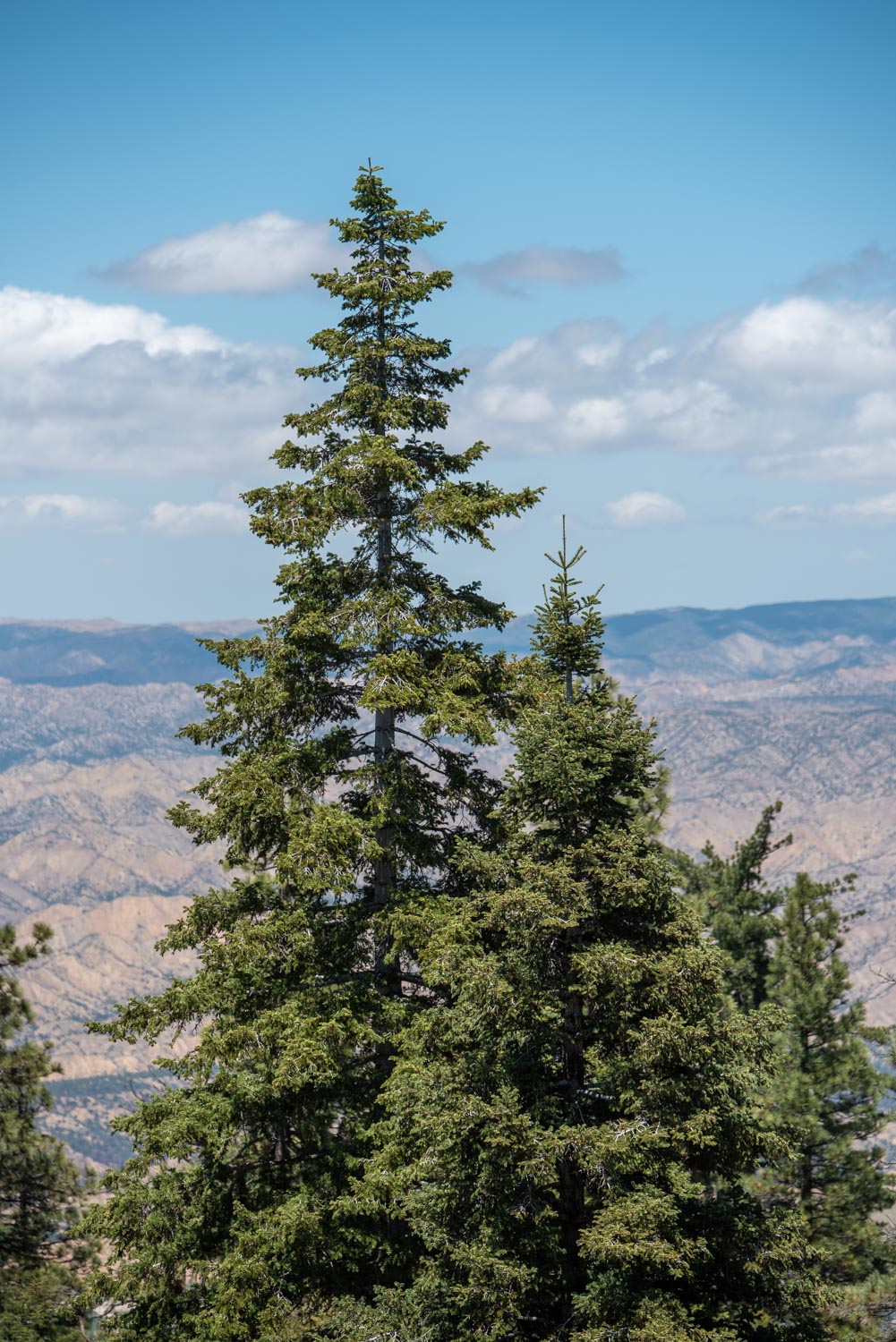 White Firs, Los Padres Pine Mountain Bryant Baker https://lpfw.org/plants-of-pine-mountain/
