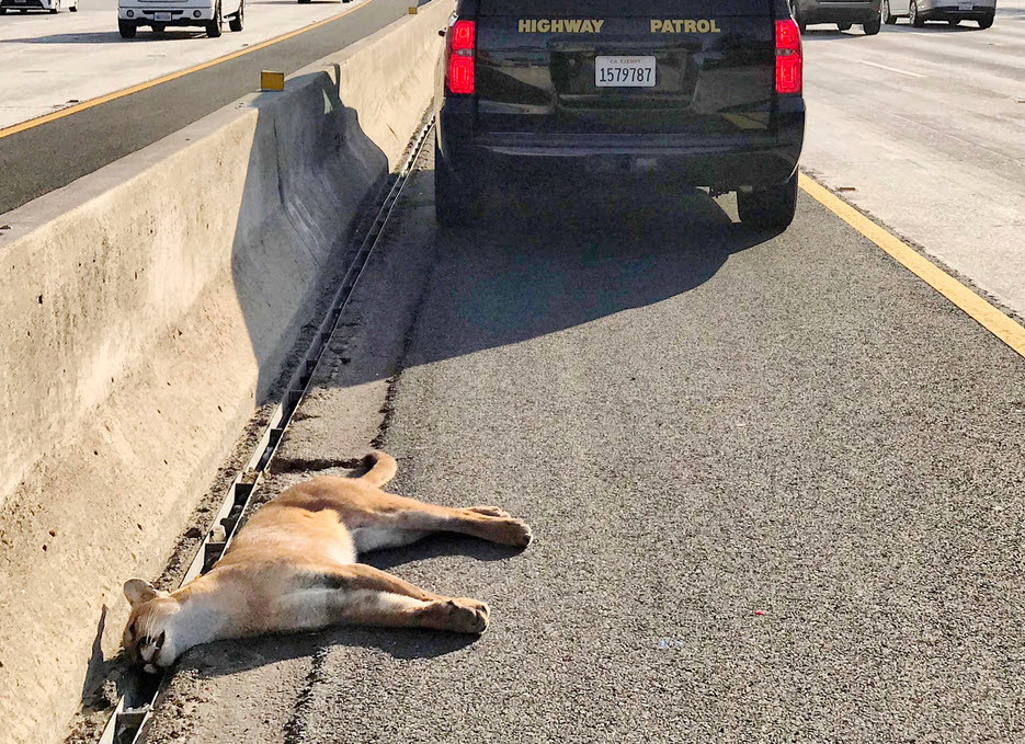 Mountain lion dead on freeway. Photo courtesy of CHP.