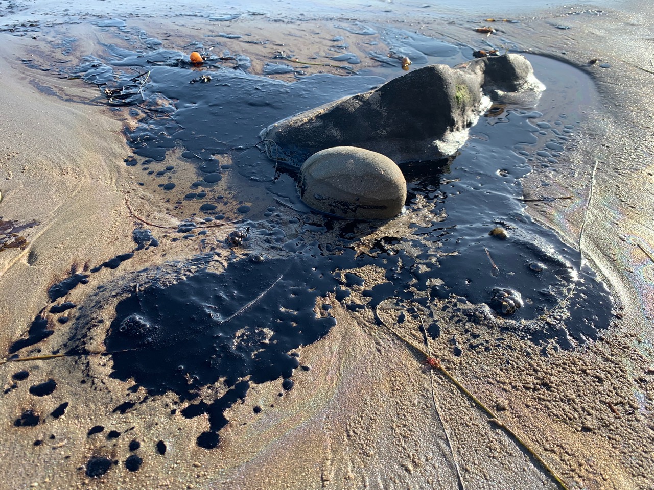 While the oil platforms may be coming out, the bubbler’s aren’t in the Carpinteria area, notably near the Seal refuge. It can be a natural seep or more likely from old oil operations. State Lands is trying to figure it out. (Photo by Jim Taylor)