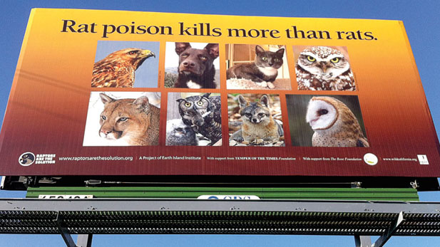 The advocacy group Raptors Are The Solution (RATS) has launched a campaign using billboards in Northern California (above) and signs in buses and trains in the San Francisco Bay area to make the public aware of the danger these poisons pose to wildlife as well as pets. Photo by Mourad Gabriel.
