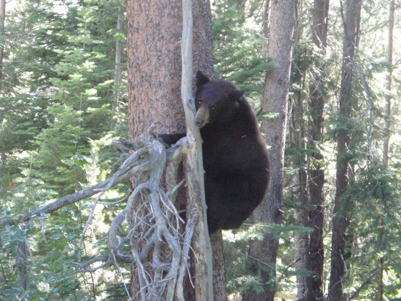 Washoe Meadows State Park bear