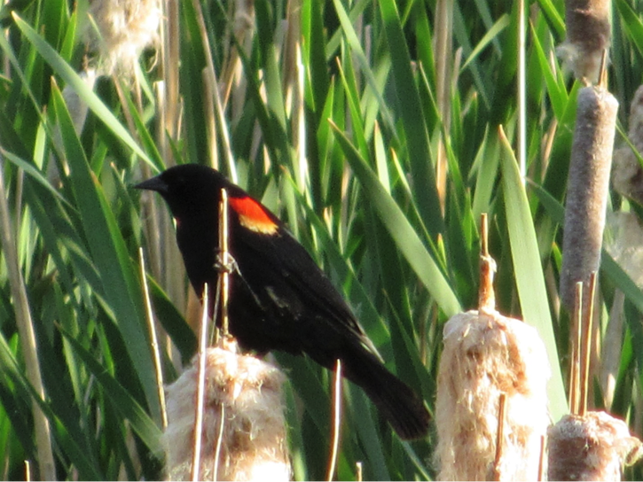 Red Winged Black Bird