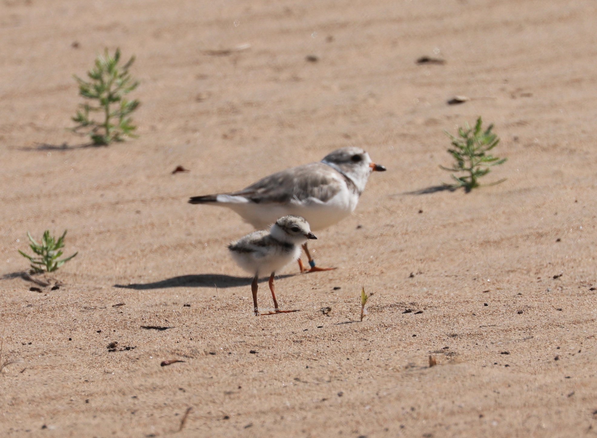 Piping plover mom Rose with one of her chicks on Montrose Beach