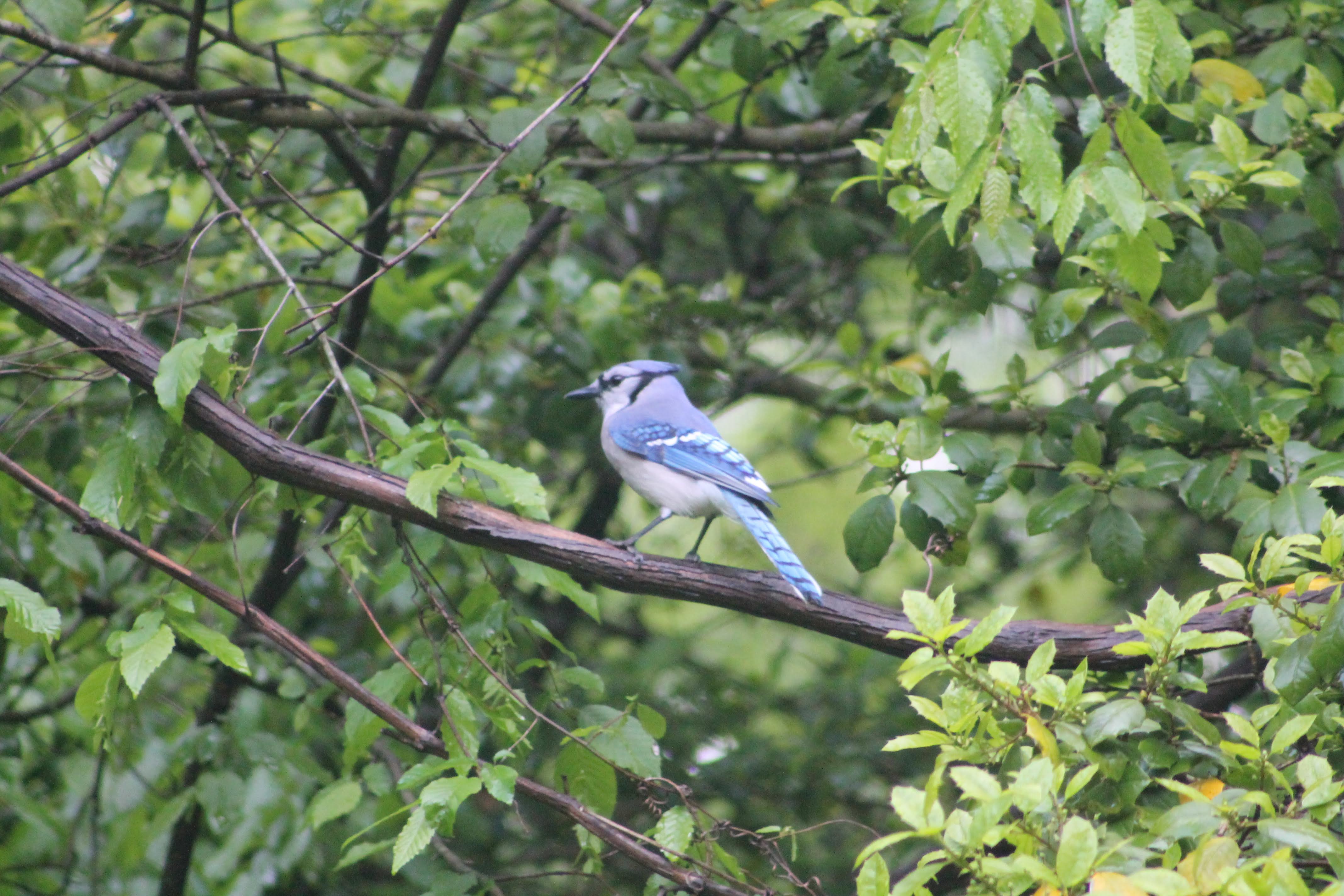 Blue jay perching on a tree