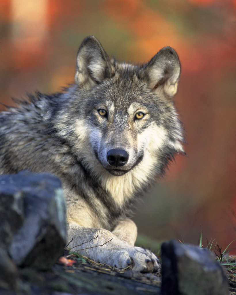 A Wisconsin Gray Wolf. 