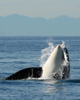 Orca leaping out of sea, eating a chinook salmon